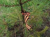 Информация по проведению акции «Сад памяти»